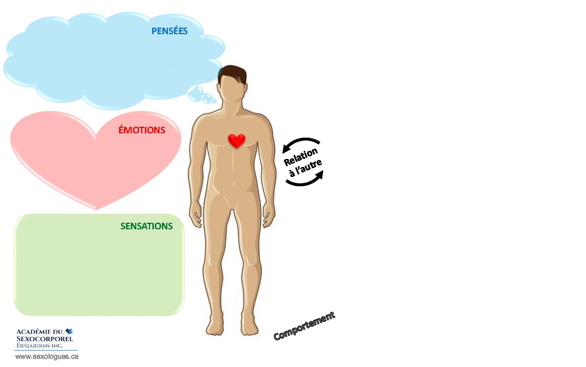 Dynamiques individuelles HOMME (Pensées/émotions/sensations)